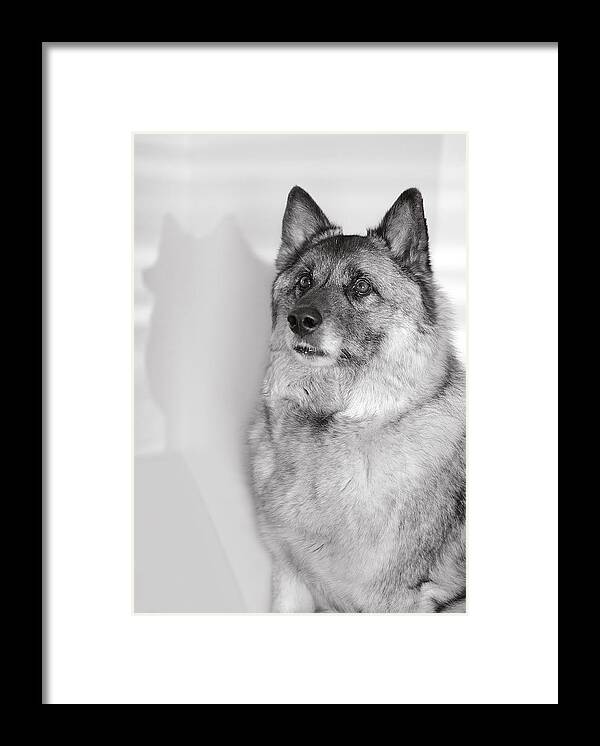 Norwegian Elk Hound Dog Photos Framed Print featuring the photograph Loki BW by Irina ArchAngelSkaya