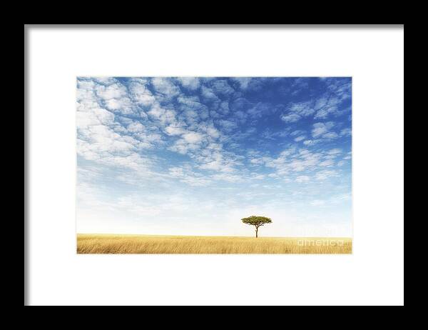Mara Framed Print featuring the photograph Lone acacia tree in the Masai Mara by Jane Rix