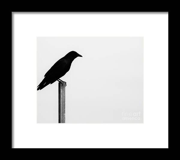 Bird Framed Print featuring the photograph Lone Bird by Jan Gelders