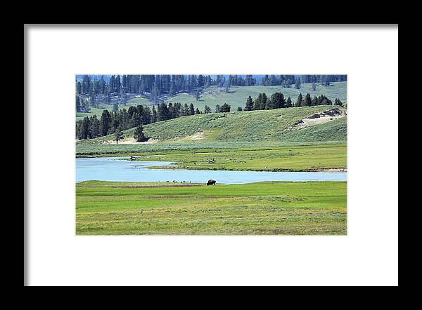 Photosbymch Framed Print featuring the photograph Lone Bison out on the Prairie by M C Hood