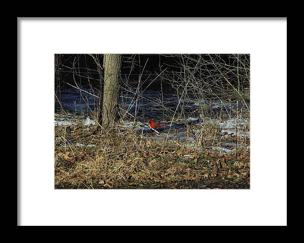 Texas Framed Print featuring the photograph Lone Cardinal by Robyn Stacey