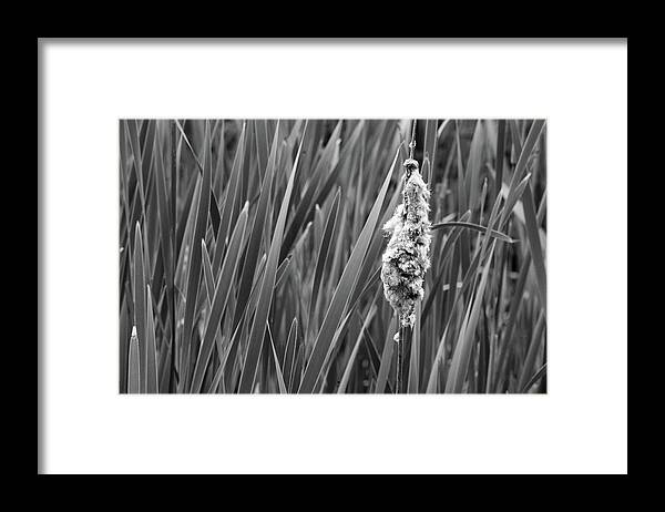 Nature Framed Print featuring the photograph Lone Cattail by Lisa Blake