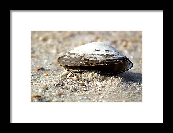 Shells Framed Print featuring the photograph Lone Clam by Mary Haber