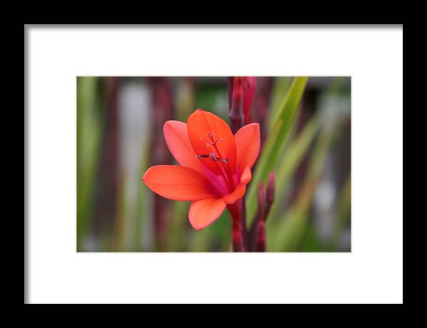 Flower Framed Print featuring the photograph Lone Flower by Holly Ethan