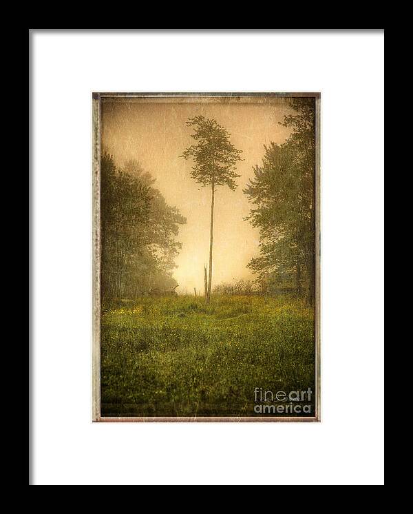 Our Town Framed Print featuring the photograph Lone Fog Tree in the Meadow by Craig J Satterlee