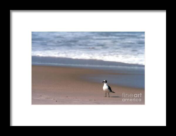 Seagull Framed Print featuring the photograph Lone Gull by Nicki McManus