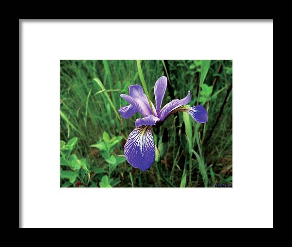 Flower Framed Print featuring the photograph Lone Iris by Celtic Artist Angela Dawn MacKay