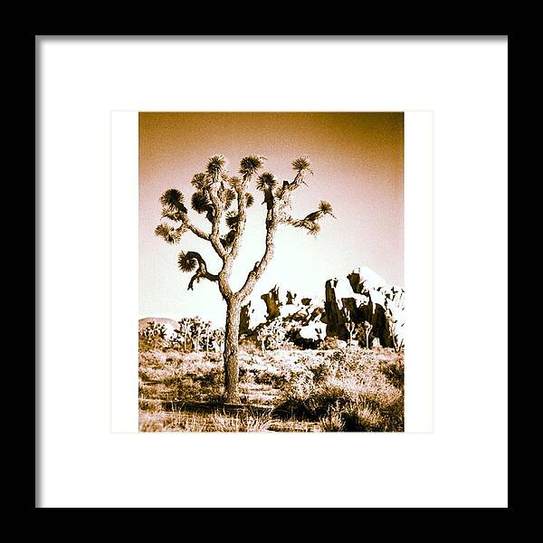 Joshuatree Framed Print featuring the photograph Lone Joshua Tree. #joshuatree #cali by Alex Snay