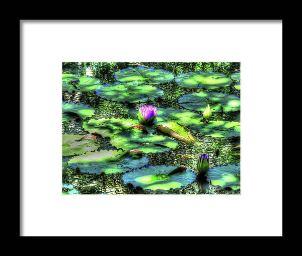 Water Lily Framed Print featuring the digital art Lone Lily by Kathleen Illes