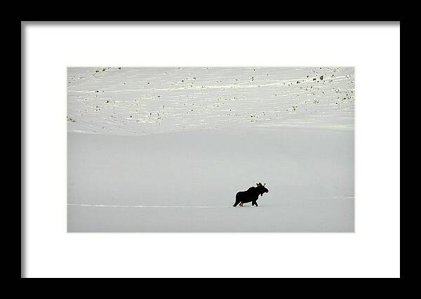 Moose Framed Print featuring the photograph Lone Moose by Patricia Montgomery
