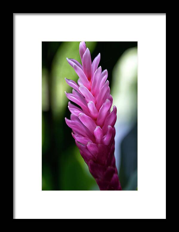 Granger Photography Framed Print featuring the photograph Lone Pink Ginger by Brad Granger