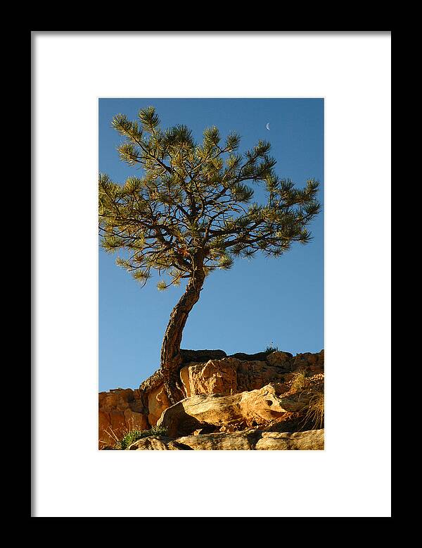 Bryce Canyon Framed Print featuring the photograph Lone Tree and Moon in Bryce Canyon by Bruce Gourley