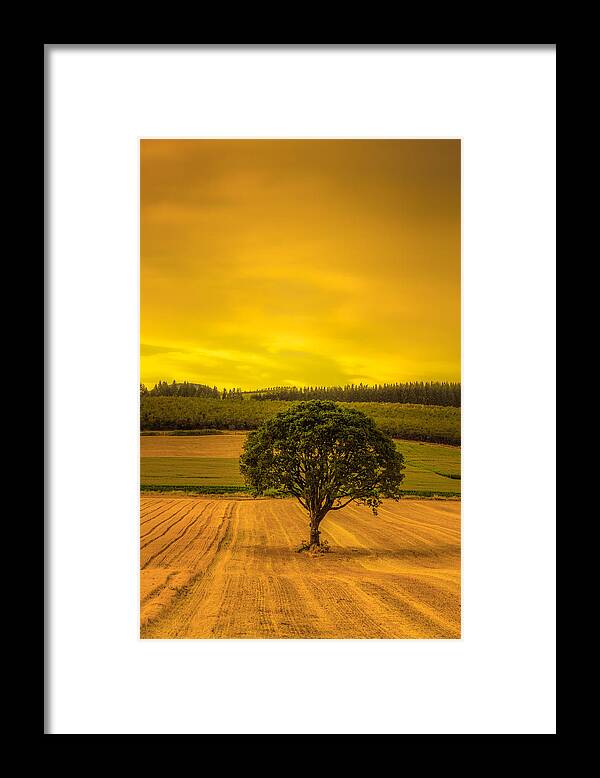 Tree Framed Print featuring the photograph Lone Tree at Sunset by Don Schwartz