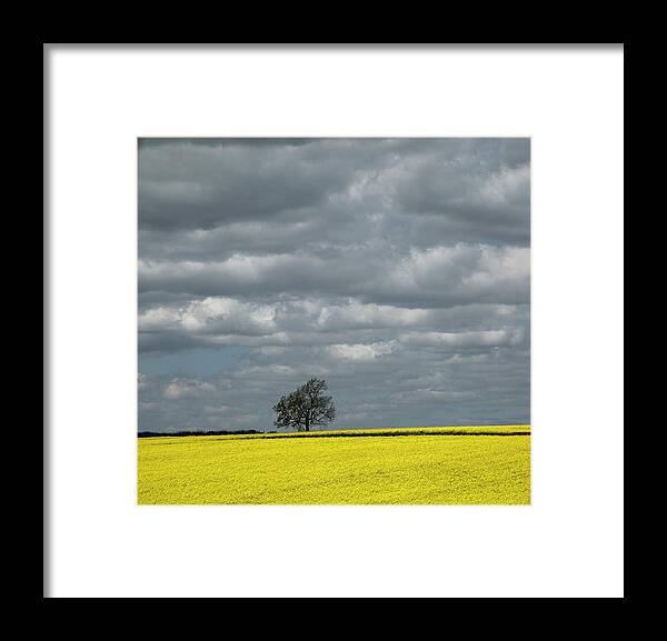 Canola Framed Print featuring the photograph Lone Tree by Elvira Butler