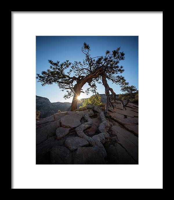 Zion National Park Framed Print featuring the photograph Lone Tree in Zion National Park by James Udall