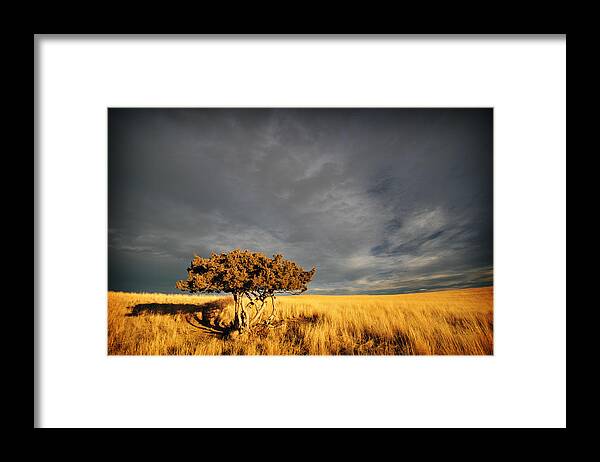 Mountain Framed Print featuring the photograph Lone Tree by Jedediah Hohf