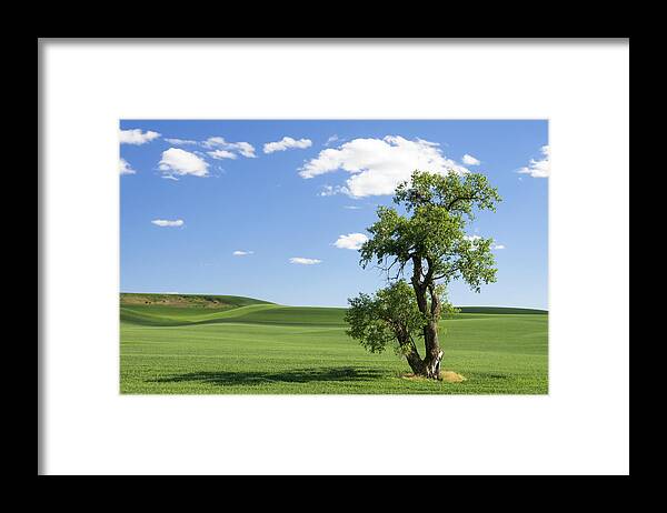 Oak Framed Print featuring the photograph Lone Tree by Kyle Wasielewski