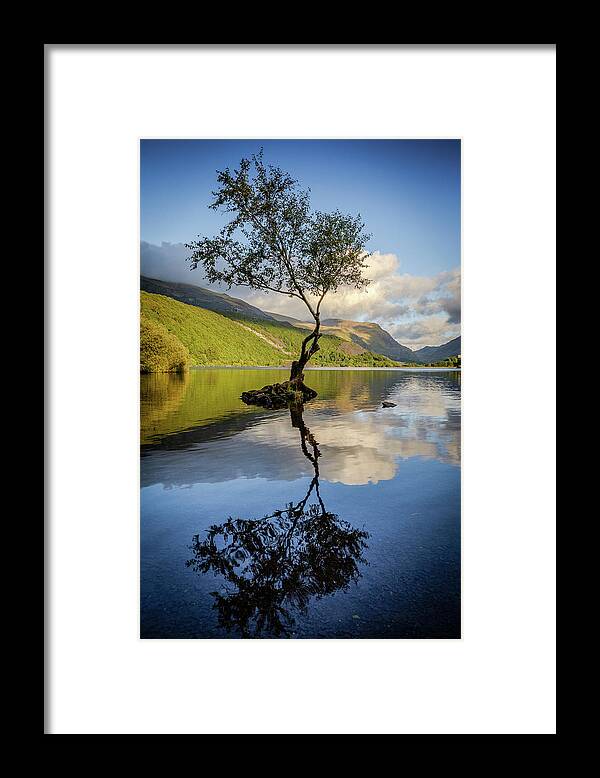 Gwynedd Framed Print featuring the photograph Lone Tree, Llyn Padarn by Peter OReilly
