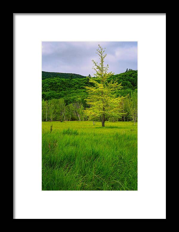 Acadia Framed Print featuring the photograph Lone Tree Sieur de Mont Woodland Acadia by Jeff Sinon