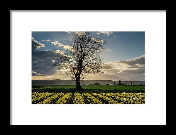 Daffodils Framed Print featuring the photograph Lone Tree Skagit Valley Daffodils by Mike Reid