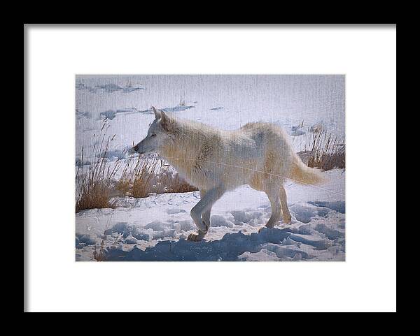 Lone White Wolf Framed Print featuring the photograph Lone White Wolf by Lena Owens - OLena Art Vibrant Palette Knife and Graphic Design