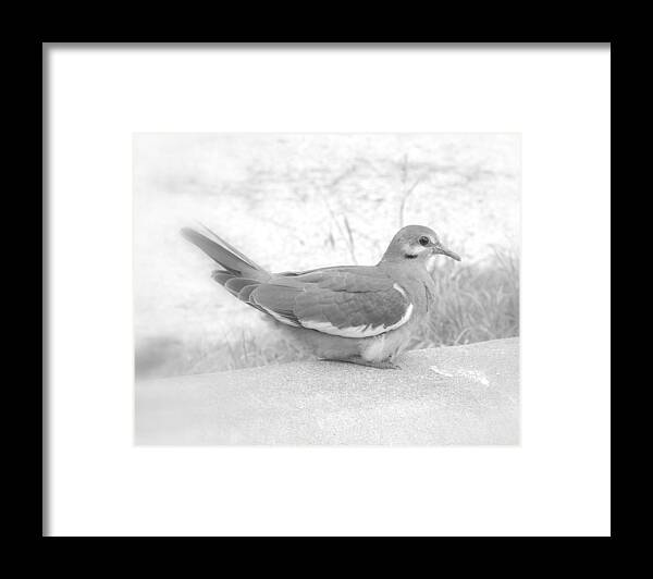Dove Framed Print featuring the photograph Lonely Dove by James Granberry