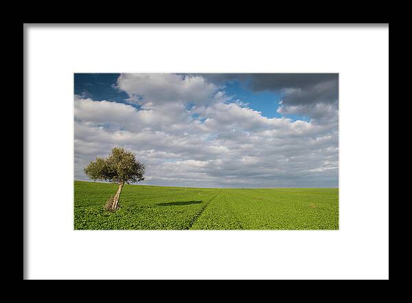 Olive Tree Framed Print featuring the photograph Lonely Olive tree in a green field and moving clouds by Michalakis Ppalis