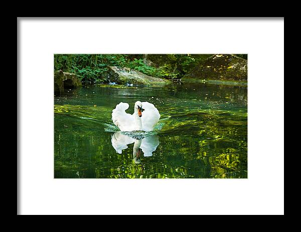 Natalia Otrakovskaya Framed Print featuring the photograph Lonely Swan by Natalia Otrakovskaya