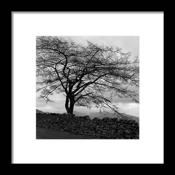 Tree Framed Print featuring the photograph The Lonely Tree.. by Andy Blackburn 
