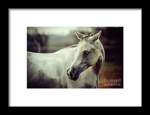 Horse Framed Print featuring the photograph Lonely white horse by Dimitar Hristov