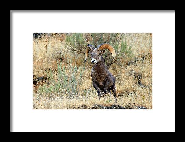 Oregon Framed Print featuring the photograph Loner III by Steve Warnstaff