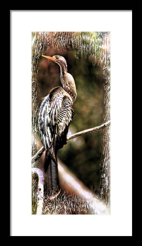 Cormorant Framed Print featuring the photograph Long and Lean Cormorant by Sheri McLeroy