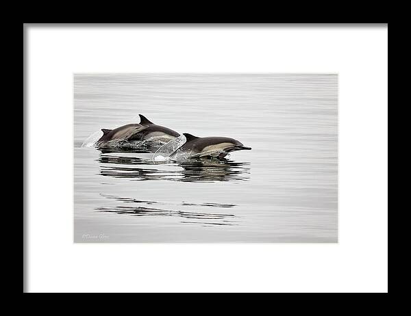 Long Framed Print featuring the photograph Long Beaked Common Dolphin with Calf by Deana Glenz
