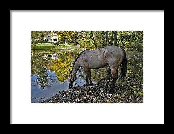 Horse Framed Print featuring the photograph Long Drink by Jack Goldberg
