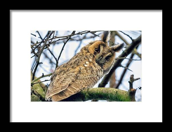 Ong-eared Owl Framed Print featuring the photograph Long Eared Owl 1 by Nadia Sanowar