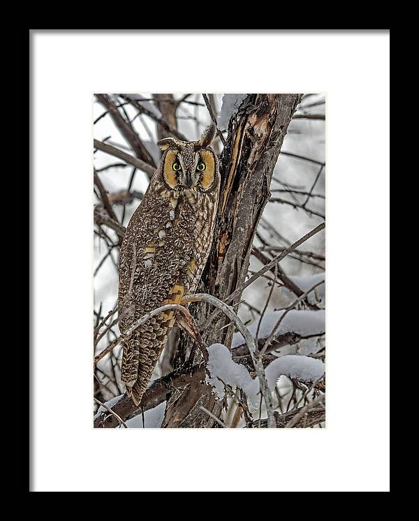 Asio Otus Framed Print featuring the photograph Long Eared Owl in Snow by Dawn Key
