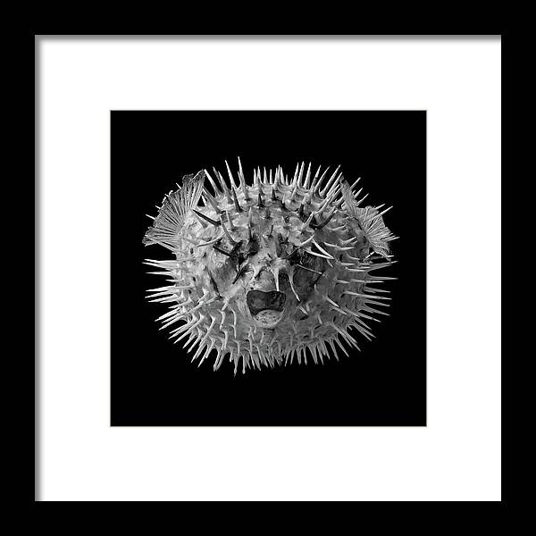 Puffer Framed Print featuring the photograph Long Spined Porcupine Fish by Jim Hughes
