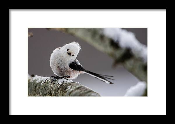 Long-tailed Tit Framed Print featuring the photograph Long-tailed look by Torbjorn Swenelius