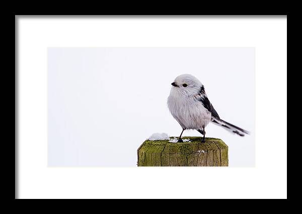 Long-tailed Tit Framed Print featuring the photograph Long-tailed tit on the pole by Torbjorn Swenelius