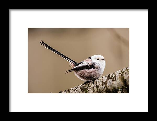 Long-tailed Tit Framed Print featuring the photograph Long-tailed tit wag the tail by Torbjorn Swenelius