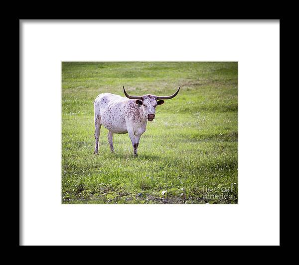 Longhorn Framed Print featuring the photograph Longhorn 3 by Anthony Michael Bonafede