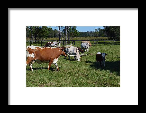 Longhorn Family Framed Print featuring the photograph Longhorn Family by Warren Thompson