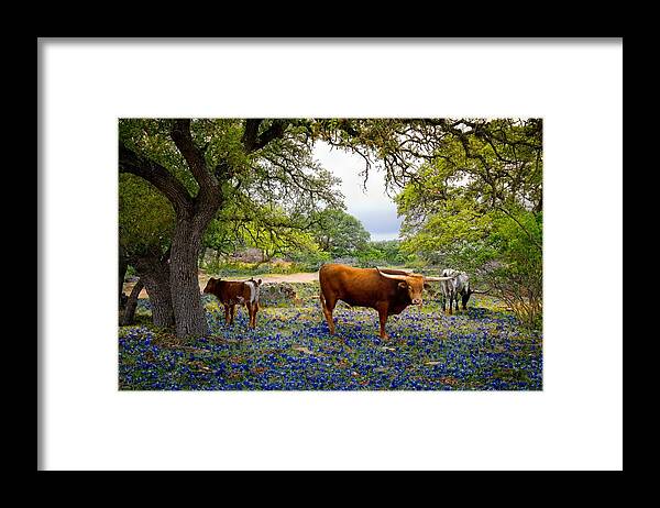 Longhorn Framed Print featuring the photograph Longhorn Heaven by Linda Unger