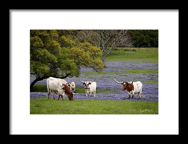 Longhorns Framed Print featuring the photograph Longhorns Series No. 1 by Linda Lee Hall