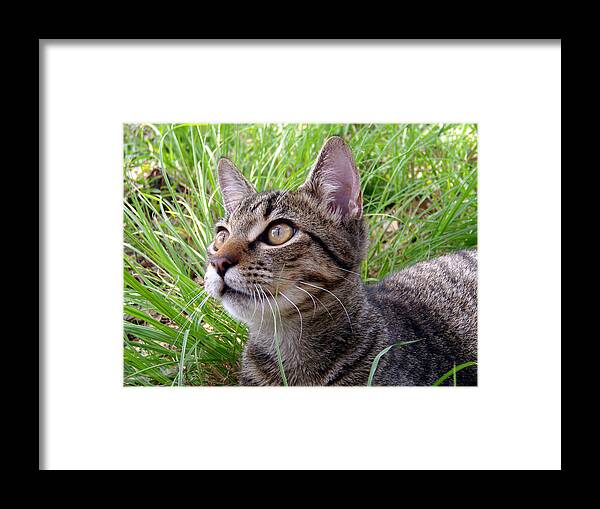 Cat Framed Print featuring the photograph Look A Bird by Nicole I Hamilton