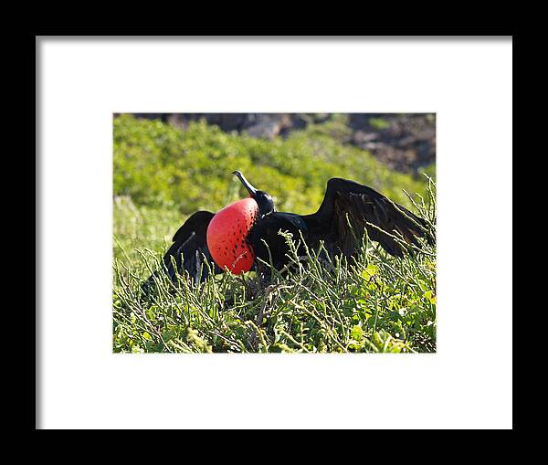 Bird Framed Print featuring the photograph Look At Me by Richard Mansfield