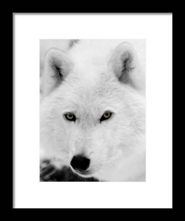 Arctic Wolf Framed Print featuring the photograph Look into my eyes by Larry Ricker