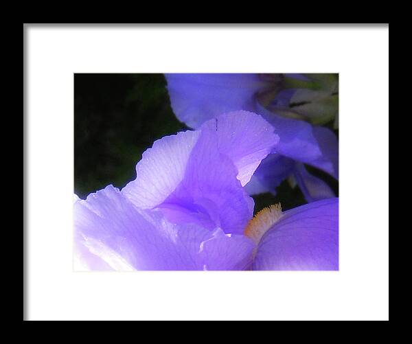 Iris Framed Print featuring the photograph Look into my Iris by Margaret Wingstedt