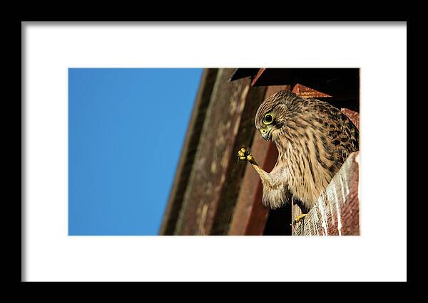 Look Framed Print featuring the photograph Look by Torbjorn Swenelius