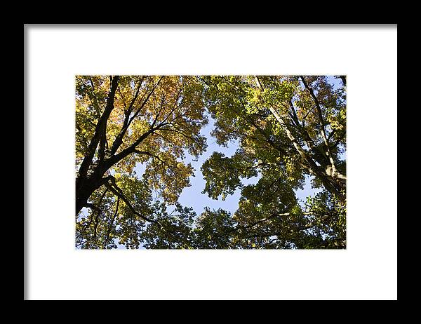 Fall Framed Print featuring the photograph Look Up by Teresa Mucha